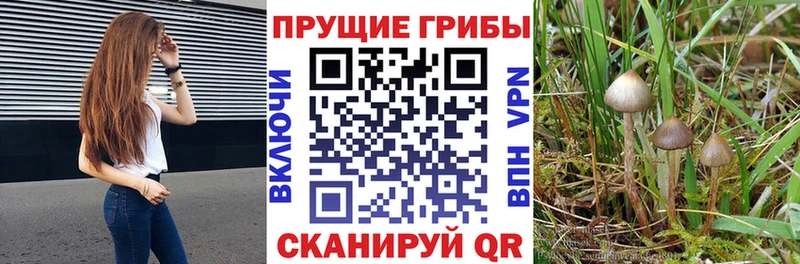 как найти закладки  Кстово  Псилоцибиновые грибы Psilocybine cubensis 